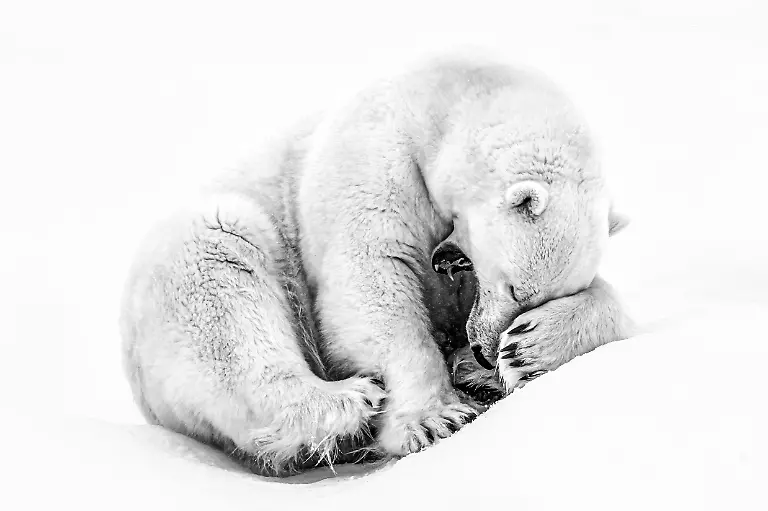 SILVER©Ross Wheeler_Shy but still majestic